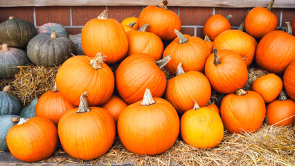 Large orange pumpkins ideal for Halloween jack-o'-lanterns on straw.