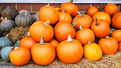 Large classic orange pumpkins displayed on straw for Halloween.