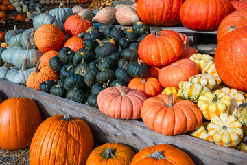A vibrant display of pumpkins in various shapes and colors
