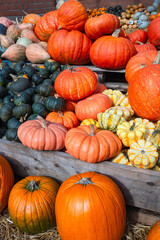 A rich variety of pumpkins showcasing the autumn harvest.