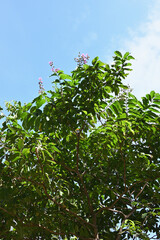 香港の植物と青空