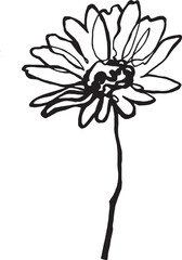 Daisies, chamomile drawing. Ink, pen illustrated. Flower of Daisy isolate. Line art. Hand drawn flower drawing. Freehand daisy illustration. Botanical art. Vintage card design. Transparent background