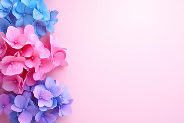 Fototapeta premium Colorful hydrangea flowers on a soft pink background.