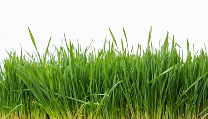 fresh long green grass isolated against a flat background