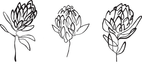 one line drawn protea flower illustration. set of flowers.