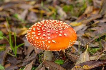Close-up of a vibrant red Amanita mushroom with white spots growing on the forest floor surrounded by fallen leaves. Concept of wild nature, autumn season, and poisonous fungi