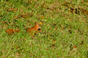 Eurasian red squirrel with the food in the mouth sitting on the green grass on a sunny autumn day close-up