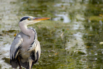 grey heron standing on the shore near the lake close-up