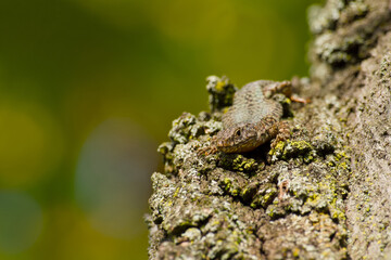 lizard basking in the sun on the bark of a tree
