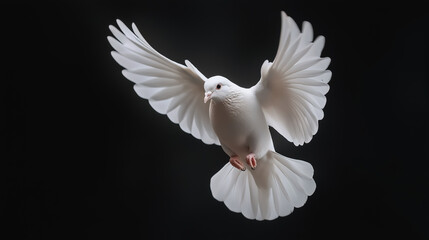 Fototapeta premium A majestic white dove