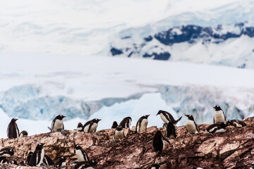 A panoramic view of the Gentoo Penguin -Pygoscelis papua- colony on Cuverville Island, on the Antarctic Peninsula
