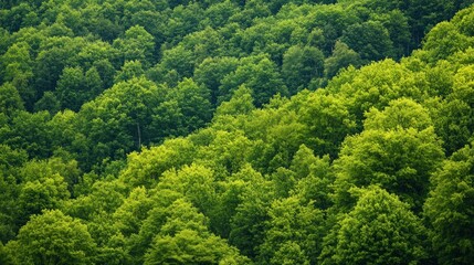 Lush Greenery of a Forest