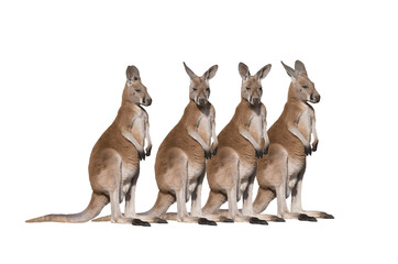 four kangaroos isolated on white background