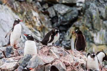 Fototapeta premium Close-up of a Gentoo Penguin -Pygoscelis papua- sitting on its nest at Cuverville Island, on the Antarctic Peninsula