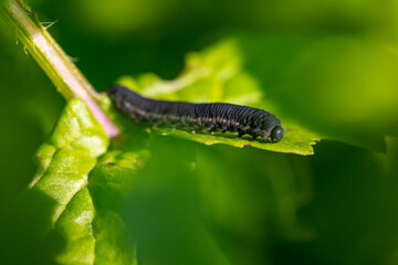 black caterpillar on a green leaf, macro shot