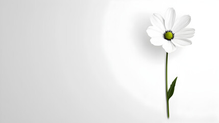 A minimalist design featuring a single flower against a stark background, symbolizing simplicity. Simple elegance.


