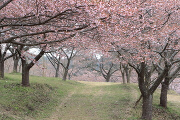 Fototapeta premium 雪が舞っている春