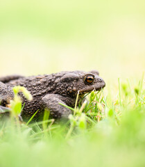 Toad in wet summer grass.