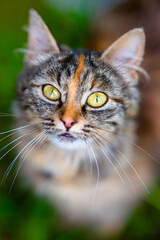 Cute brown and black cat looking into the camera.