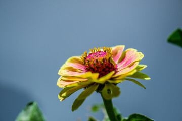 Colourful Zinnia  flower in a garden.