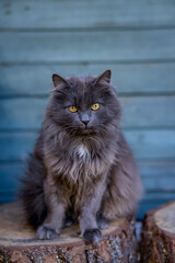 Gray tabby cute kittenl with big eyes. on blue background.