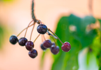 Black cherries hanging from a tree.