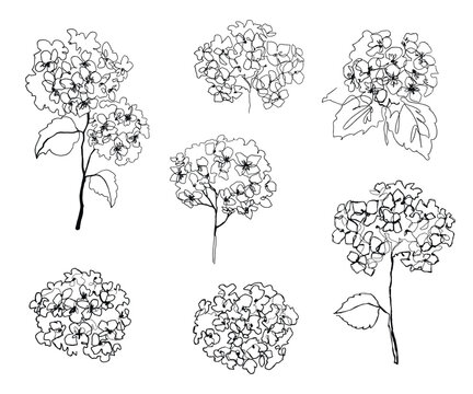 hydrangea flower vector illustration.