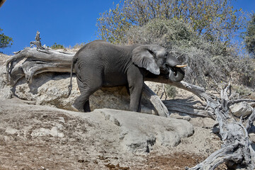 Fototapeta premium Majesty in the wild. There’s nothing quite like witnessing the gentle strength and wisdom of an elephant in its natural home. Every wrinkle tells a story, every step is a reminder of the power 