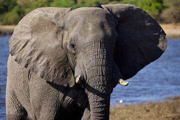 Majesty in the wild.  There&rsquo;s nothing quite like witnessing the gentle strength and wisdom of an elephant in its natural home. Every wrinkle tells a story, every step is a reminder of the power 