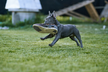 A dog stole a shoe and runs with it in the teeth of a French bulldog