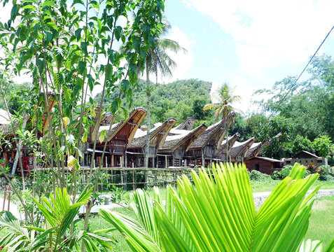 Traditional houses at Kete Kesu Village, Tana Toraja, Sulawesi