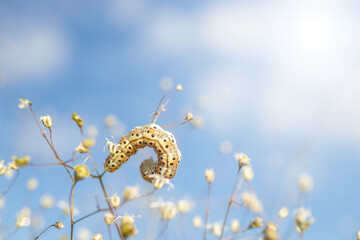 The caterpillar standing on the herbs, close -up macro. Against The Sky.