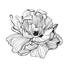 vintage line drawn flower. old fashioned postcard. peony flower. iris flower. freehand plant drawing.