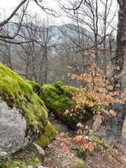 el bosque encantado