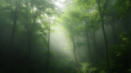 Obraz premium lush green forest landscape in the morning mist, with tall trees and sunlight filtering through the canopy