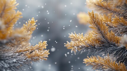The Frosted Winter Pine Branches