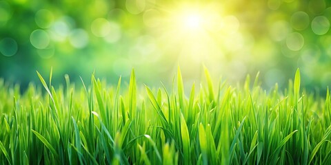Fototapeta premium Fresh green grass background
