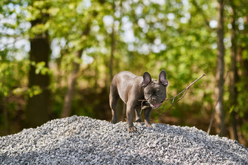 Frenchdog in nature, mountain, stones, trees, summer