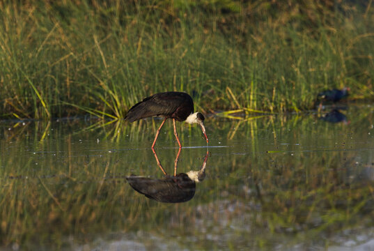 Asian woolen necked stork a large wading bird shot in Chhaya  riverbed of Porbandar Gujarat India