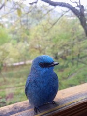 bird on a fence