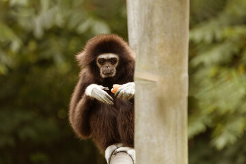 lar gibbon white-handed gibbon, an endangered primate in the gibbon family