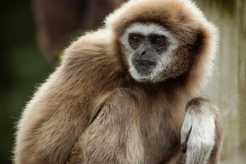 lar gibbon white-handed gibbon, an endangered primate in the gibbon family