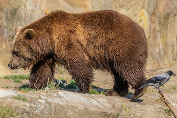 Brown Bear majestic, big powerful mammals