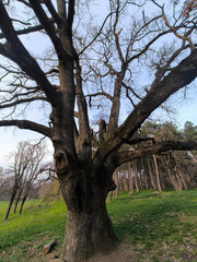 lonely oak tree growing in the park