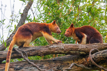 Goodfellow's Tree Kangaroo, portrait of very cute rare red animal.