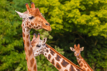 Giraffe in selective focus on green natural background
