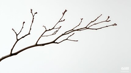Obraz premium Bare tree branches against a white background