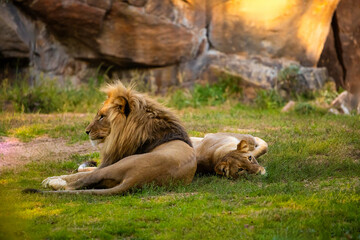 Pair adult Lions playing in zoological garden