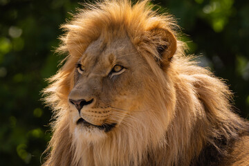 close-up image of a lion's head. expression is calm and majestic