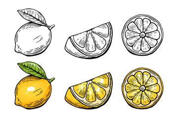 Lemon sketching kit, etching and black and white line. Color. Fruit vector isolated on white background